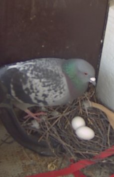 pigeons